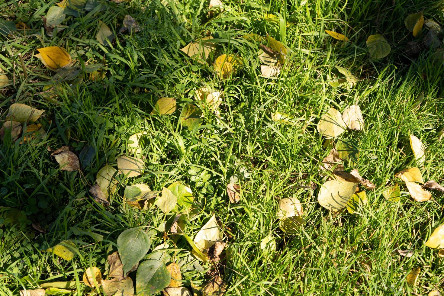natuurlijke achtergrond met gele bladeren in groen gras foto