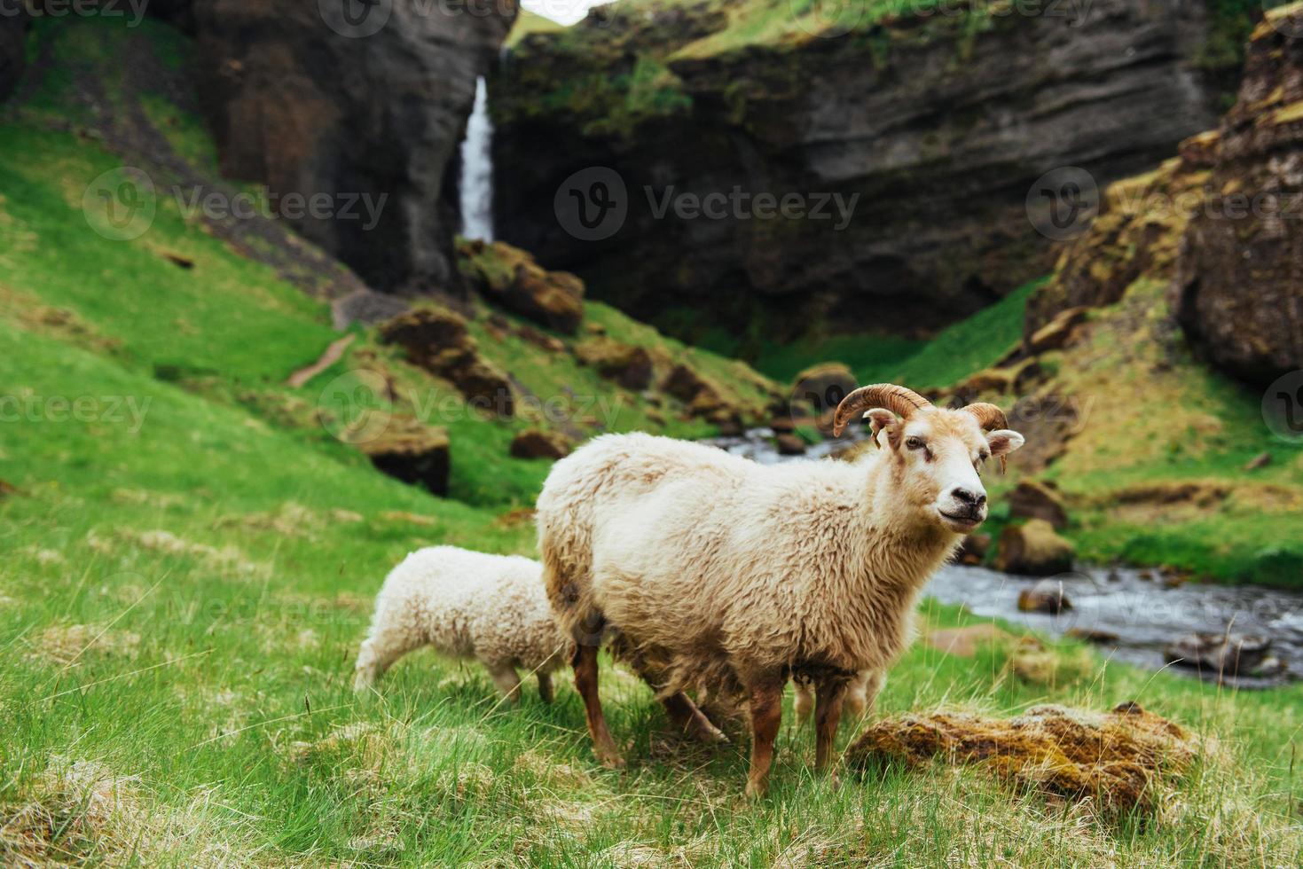 de IJslandse schapen. fantastisch uitzicht waterval in het nationale park foto