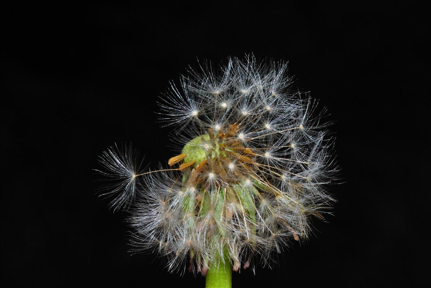 onderdeel van blowball foto