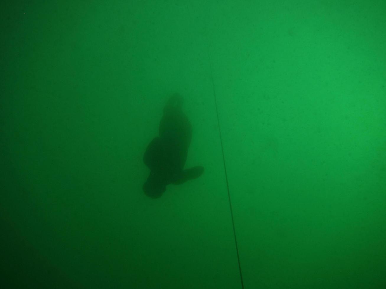 gratis duiker duikt naar beneden foto