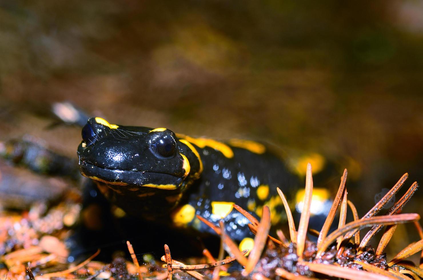 vuursalamander groot zicht foto