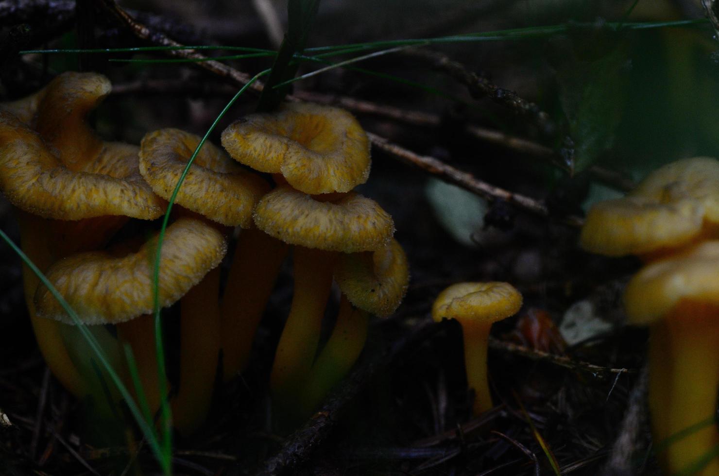 gele stengel cantharel in bos foto