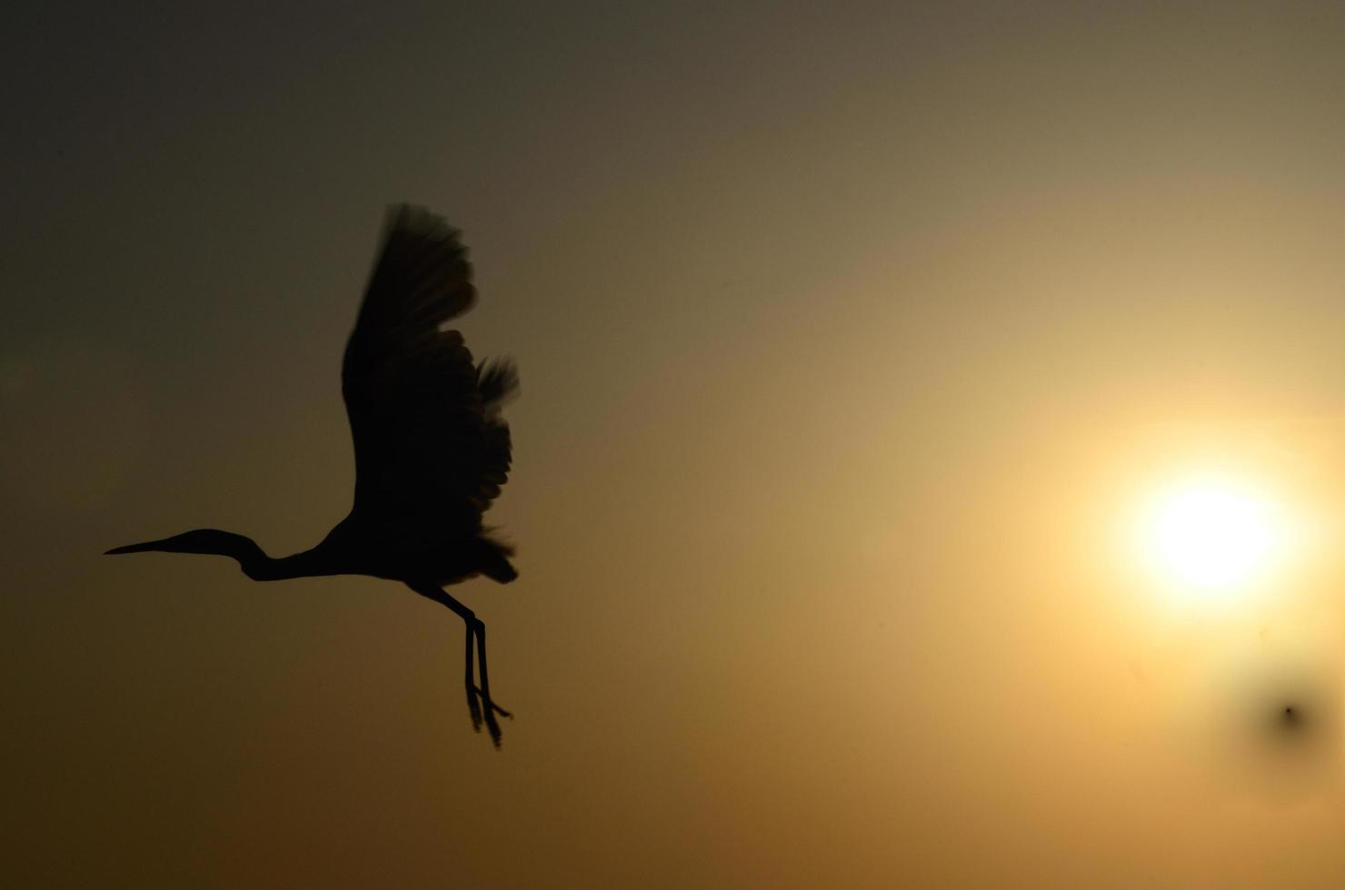 reiger in de zonsondergang foto