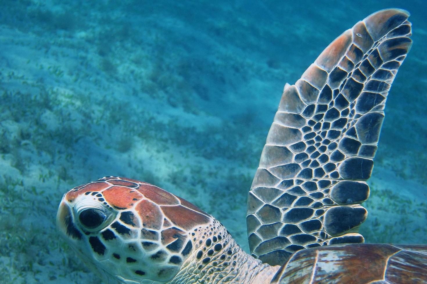 zeeschildpad zwemmen in de zee foto