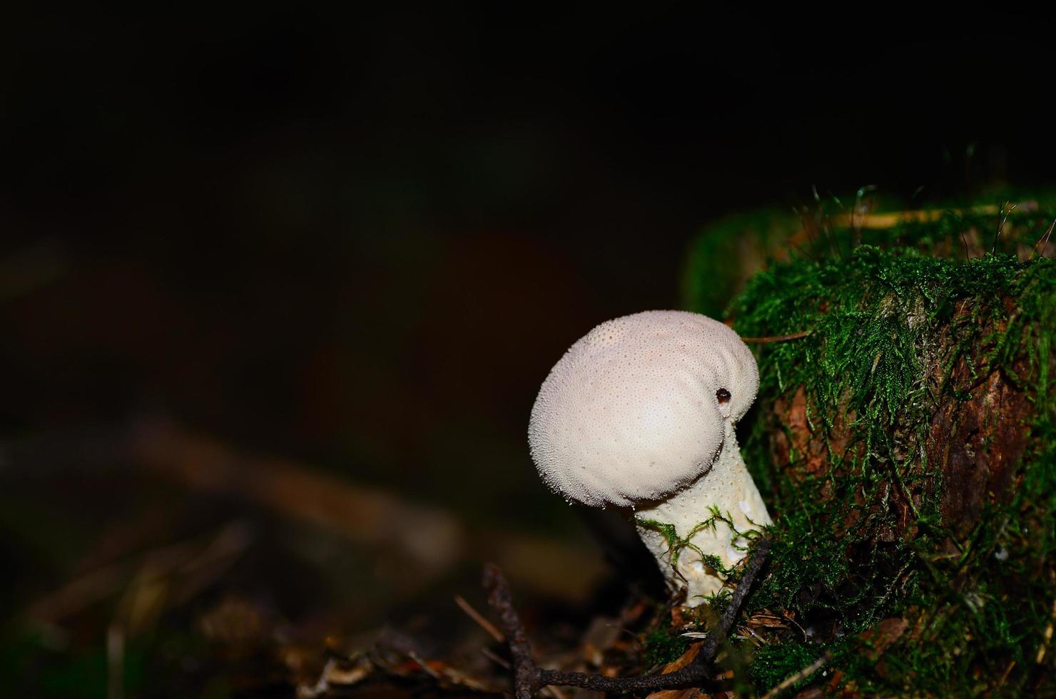 witte bospaddenstoel foto