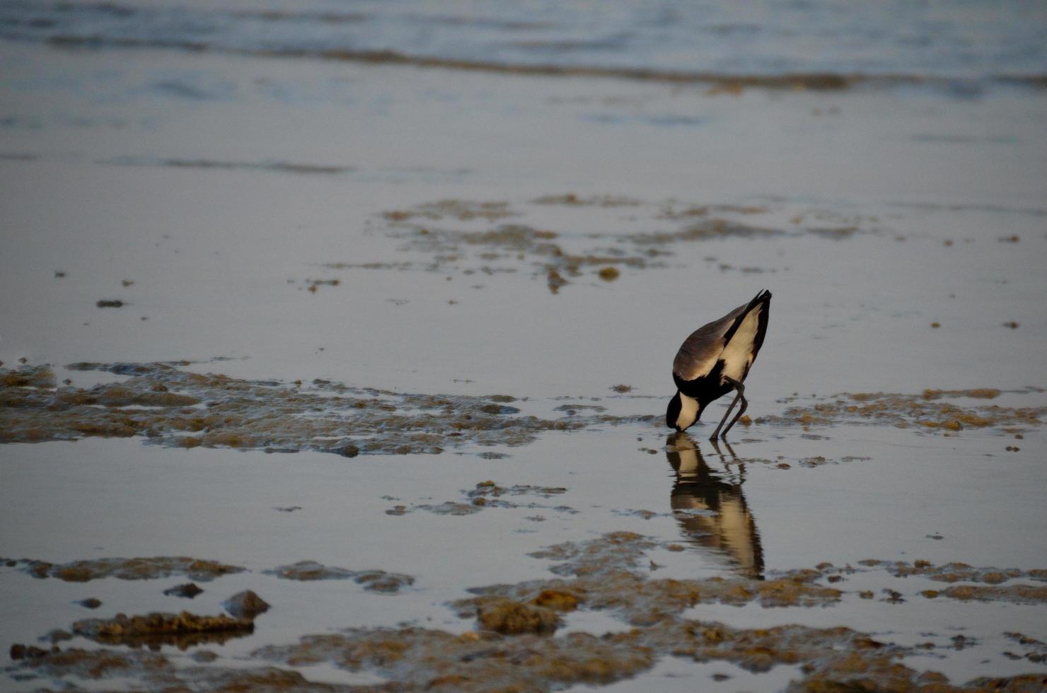 vogelbek in het water foto