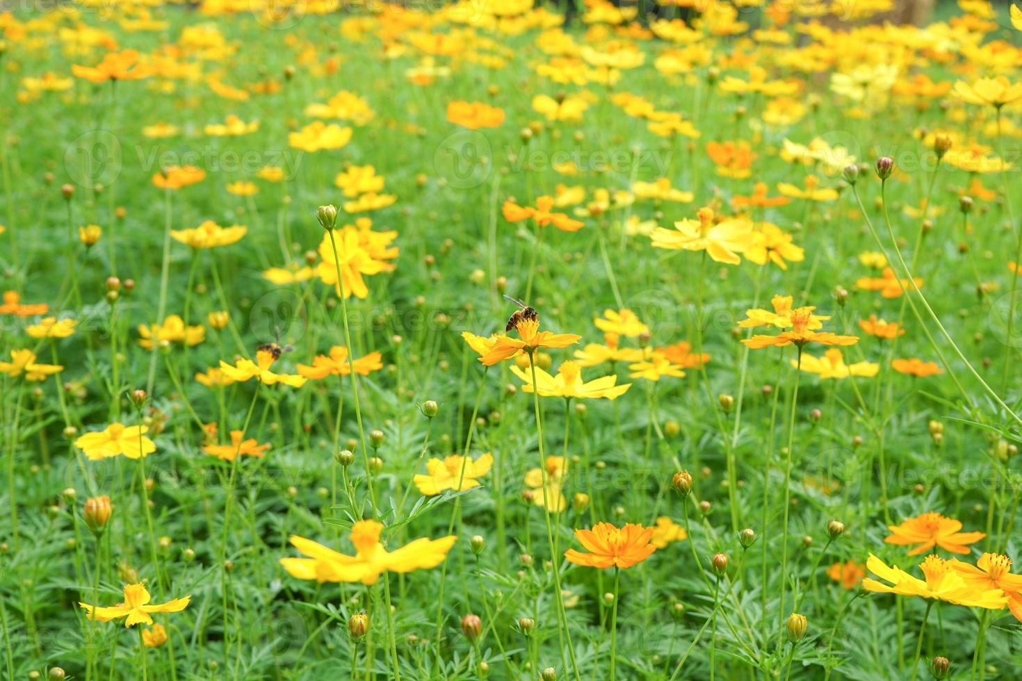 bij verzamelt het stuifmeel van de bloesembloemen in de buitenweide met wazig landschap op de achtergrond foto