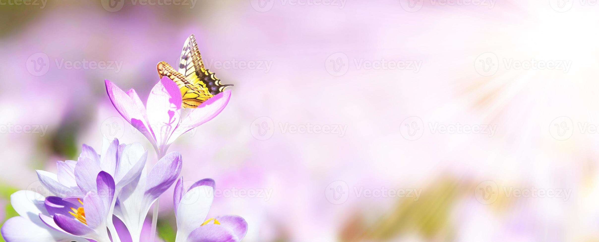 krokus bloeit in een zachte focus op een zonnige lentedag met vlinder foto