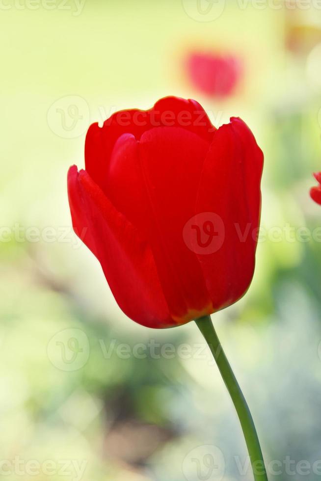 mooie tulpen. lente natuur achtergrond voor webbanner en kaart ontwerp. foto