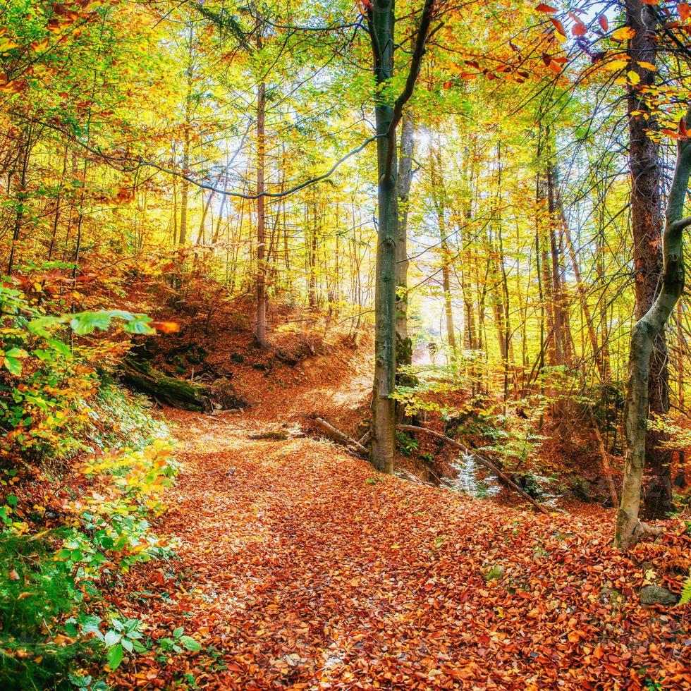 prachtig uitzicht op het bos op een zonnige dag. herfst landschap. Karpaten. Oekraïne foto