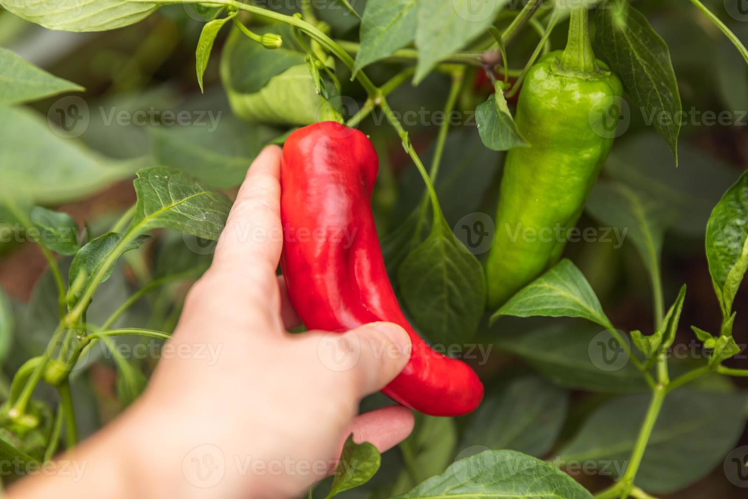 tuinieren en landbouw concept. vrouwelijke landarbeider hand oogst rode verse rijpe biologische paprika in de tuin. veganistische vegetarische zelfgekweekte voedselproductie. vrouw paprika peper plukken. foto