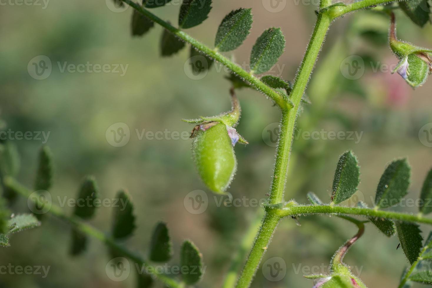 kikkererwten pod met groene jonge planten in het veld van de boerderij, close-up. foto