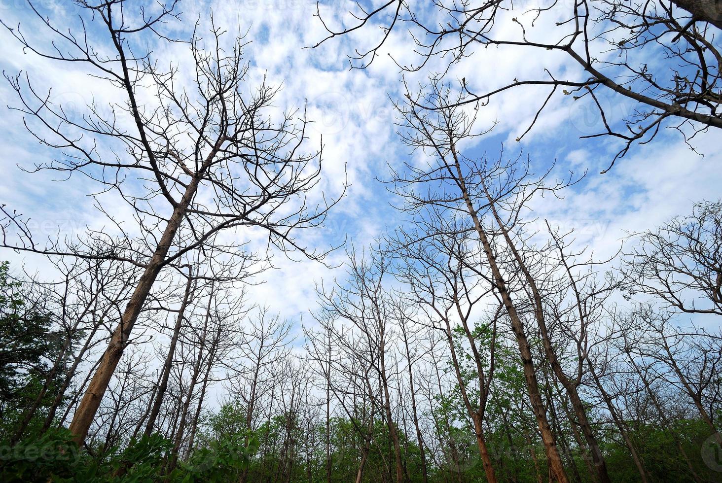 prachtig landschap met bomen foto