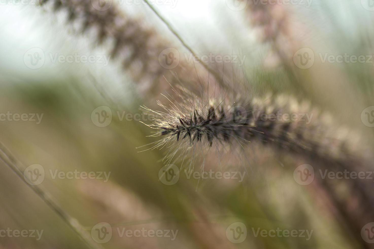 fontein gras sierplant in tuin met soft focus achtergrond foto