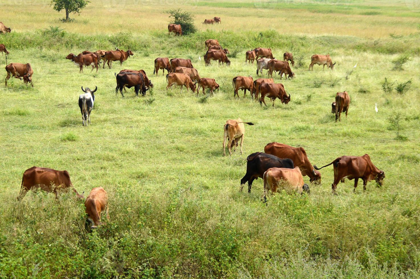 koeien en stieren grazen op een weelderig grasveld foto