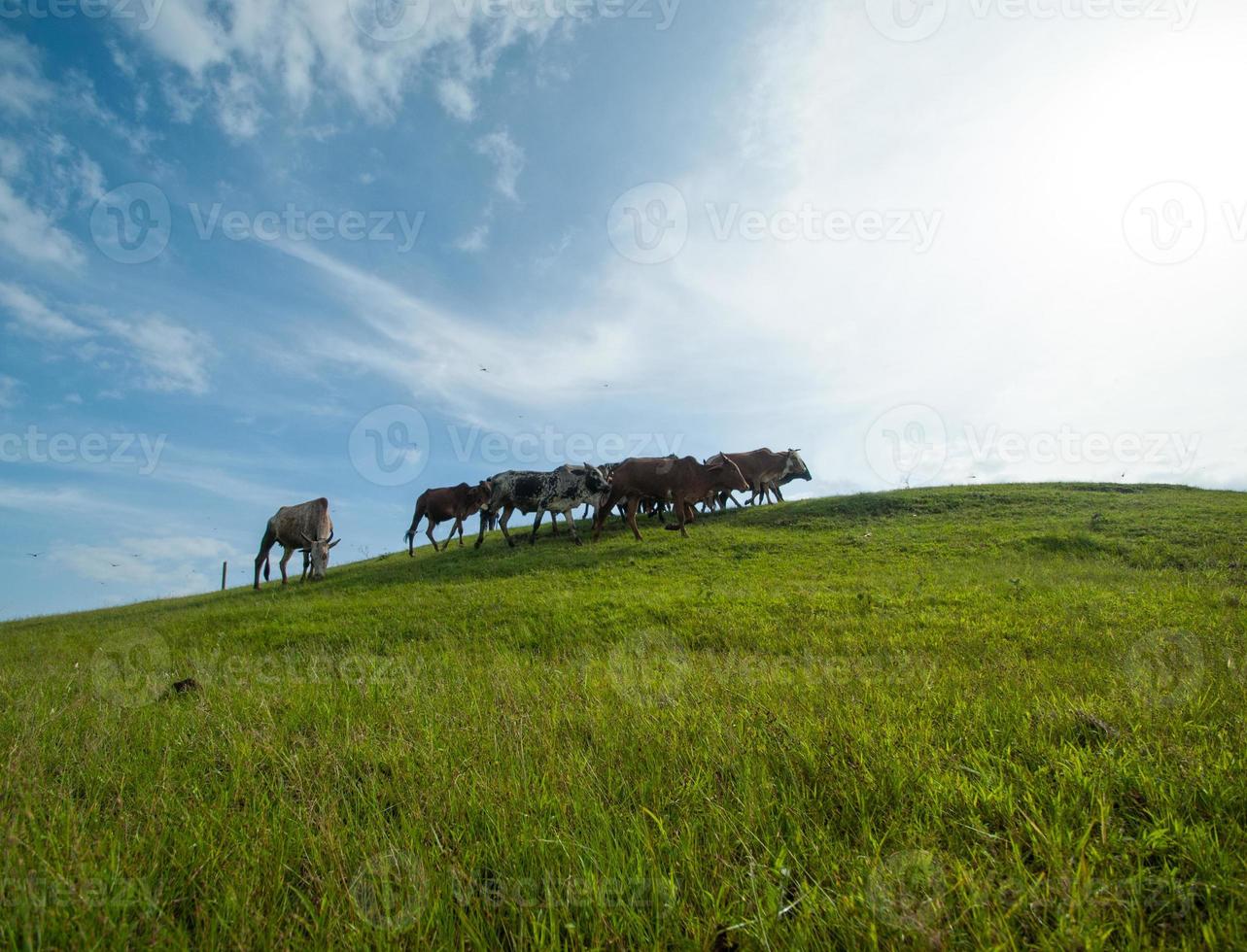 koeien grazen op weelderig grasveld foto