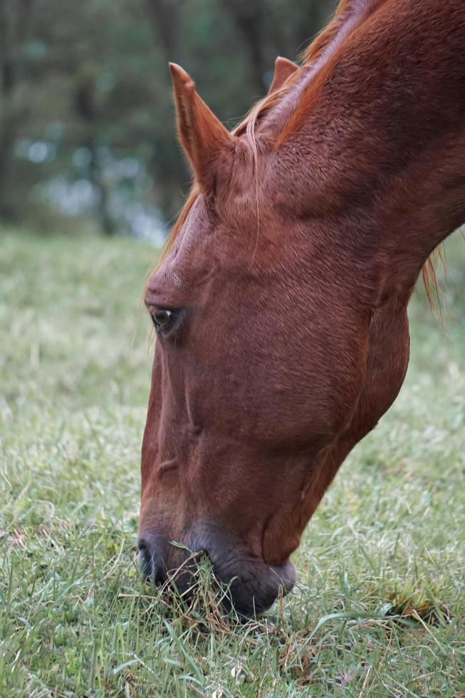 bruin paard grazen in de wei foto