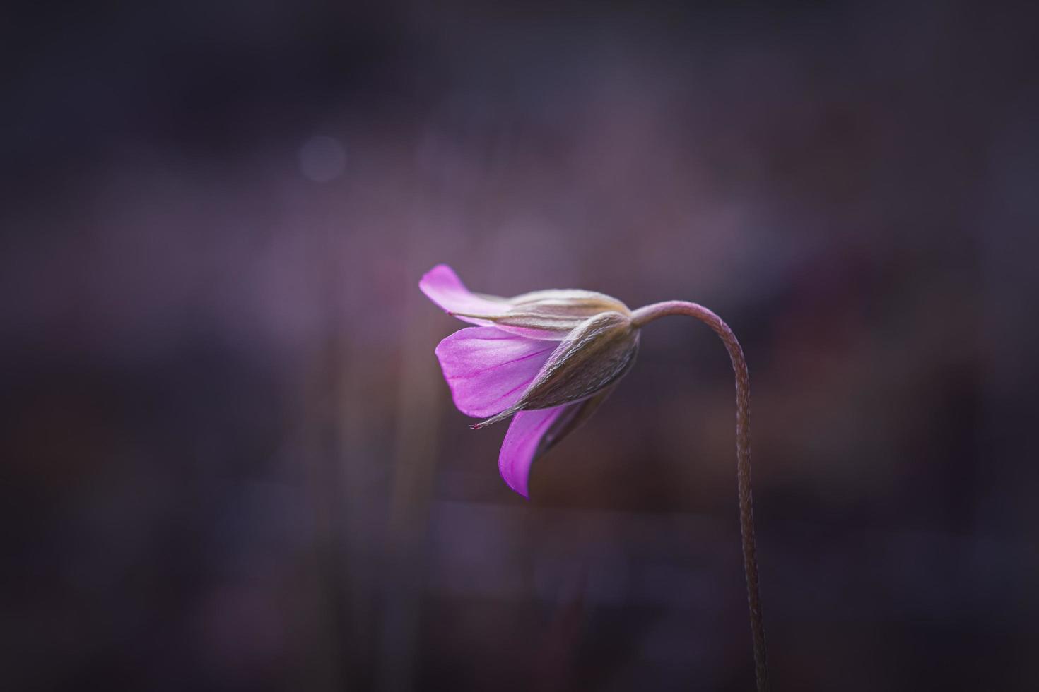 mooie roze bloem plant in de natuur in de lente foto