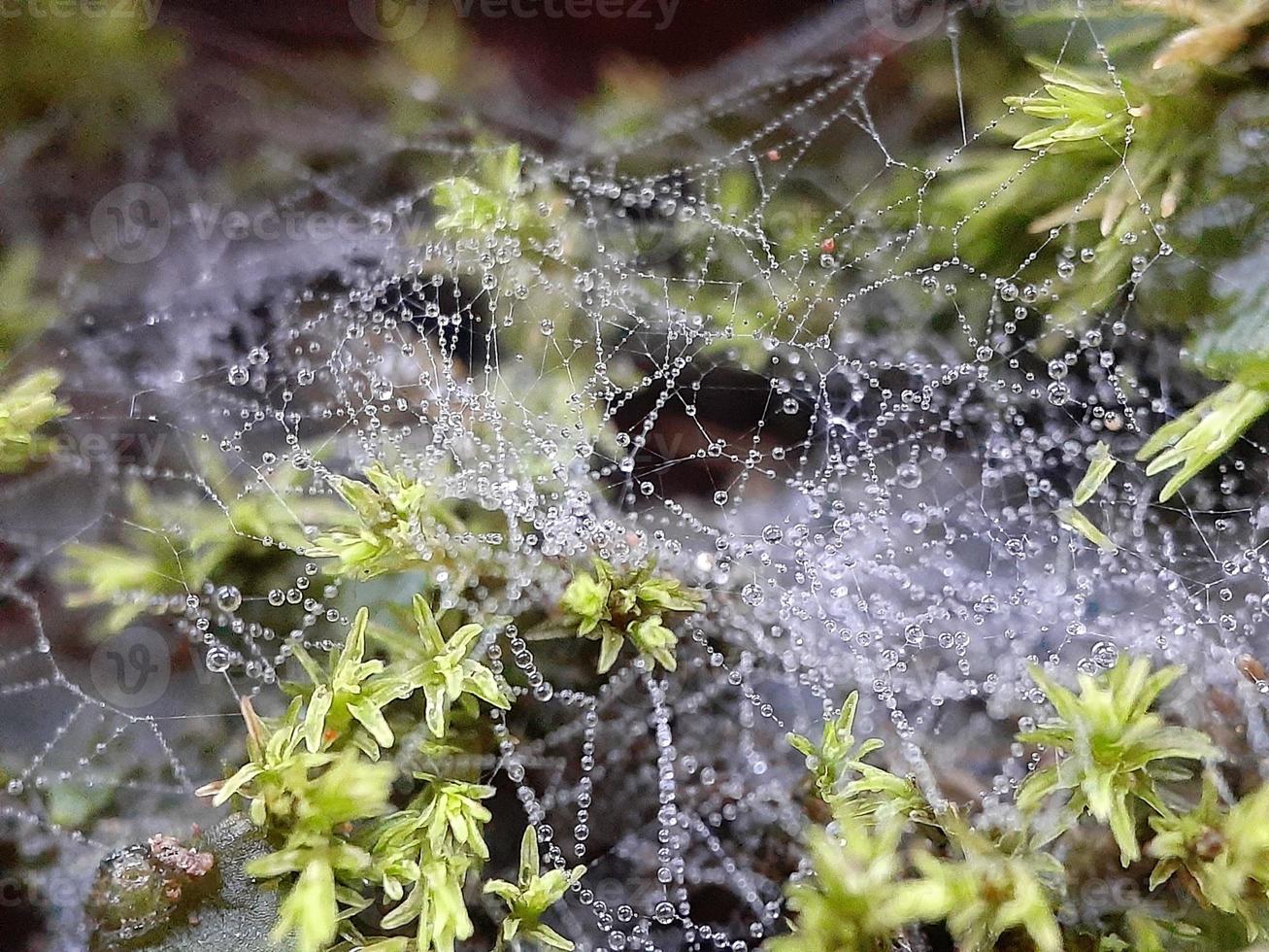 diverse planten van de wilde natuur foto