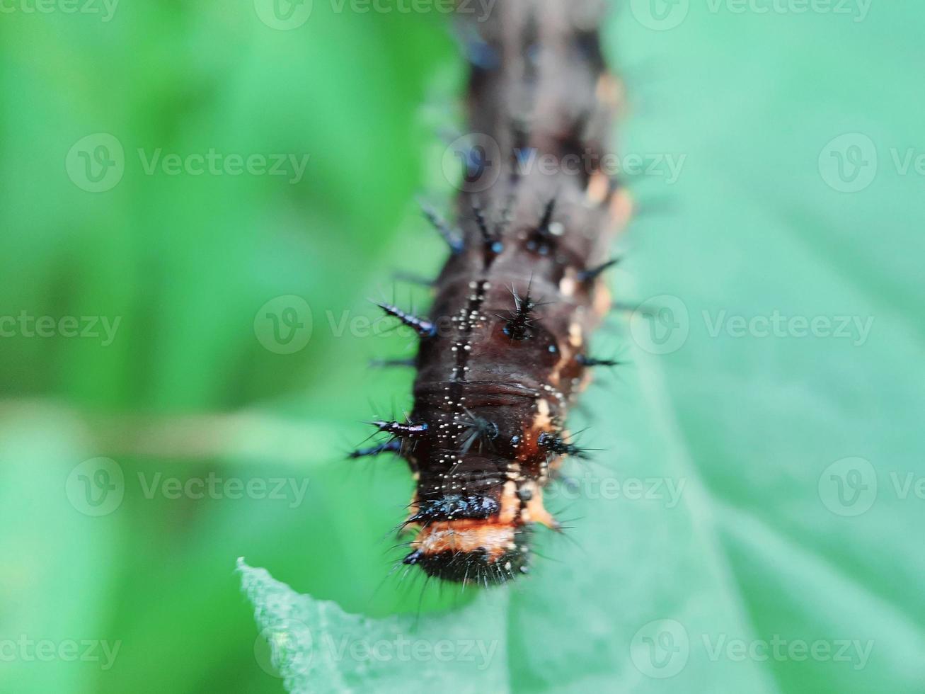 insect op groen blad foto