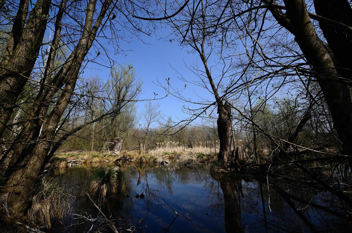 moeraslandschap met vijver foto