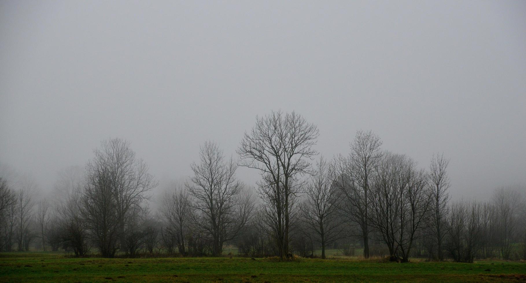 mist in het bos foto