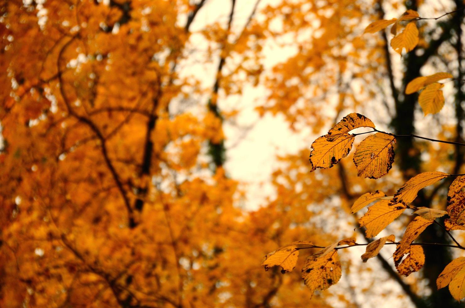 gele bladeren in herfstbos foto