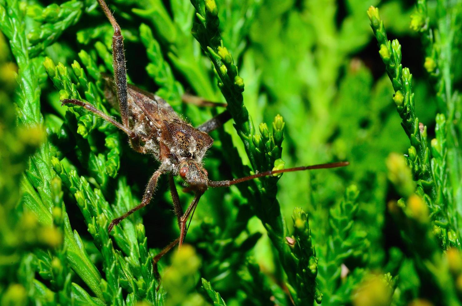 bug in het groen foto