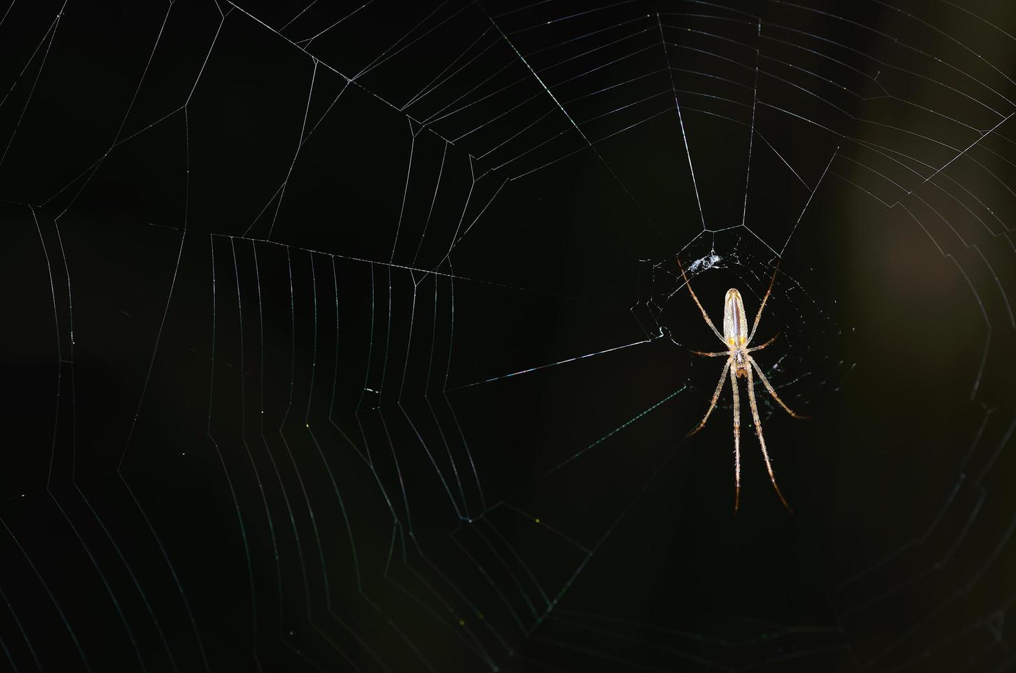 spin met net in het bos foto