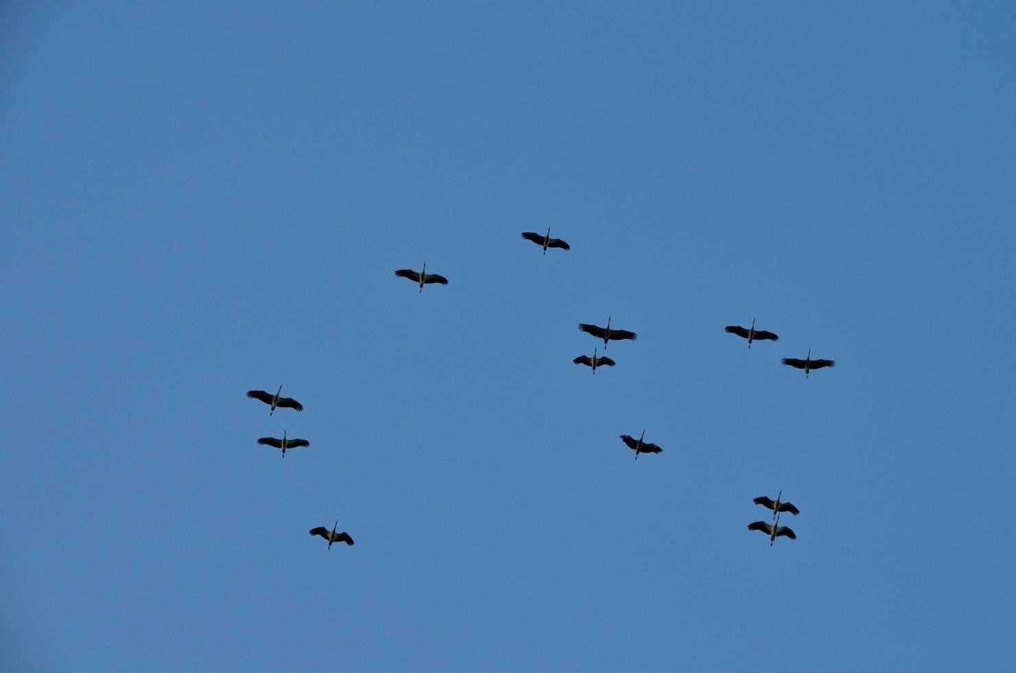 grote vogels in de lucht foto