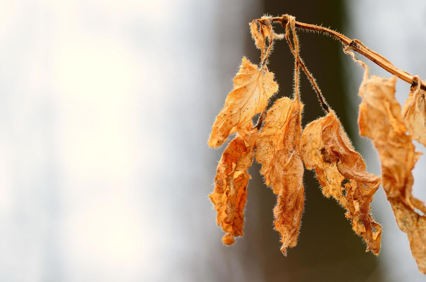 oud blad met fijne structuur foto