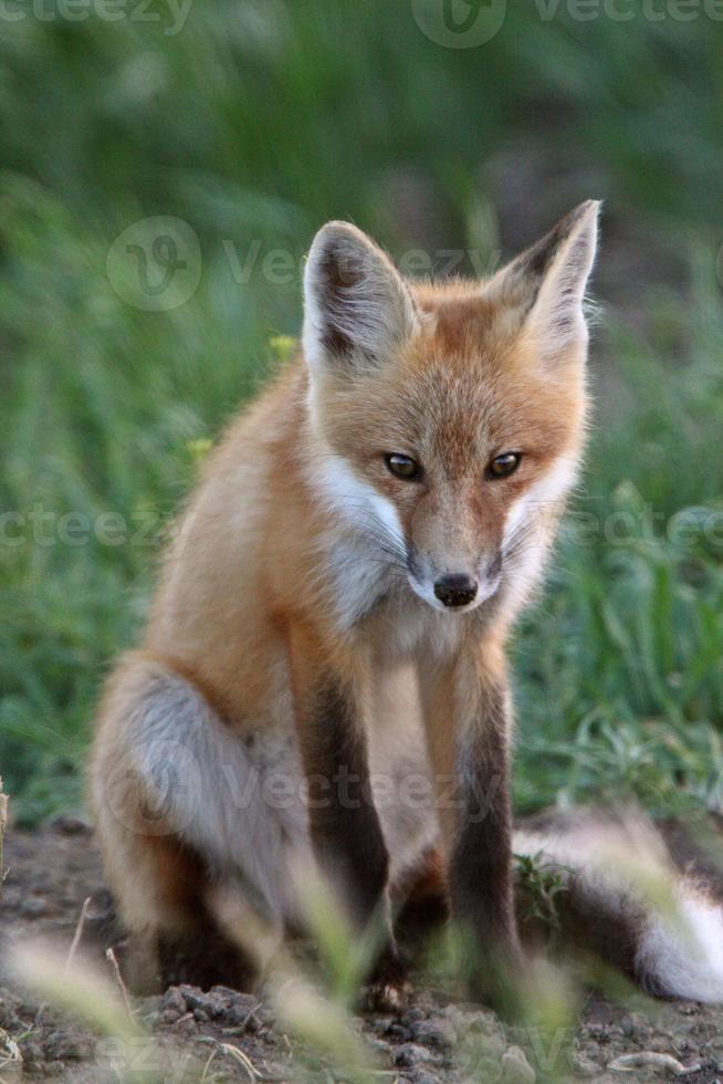 red fox pup buiten zijn hol foto