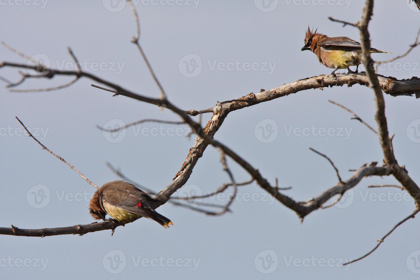 ceder pestvogel neergestreken in boom foto