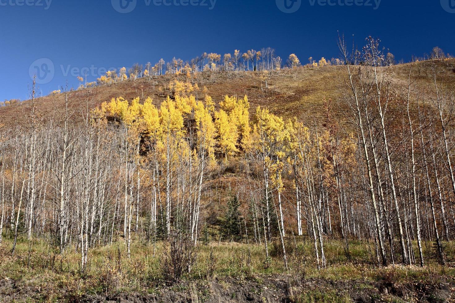 espbomen op helling in de herfst van brits colombia foto