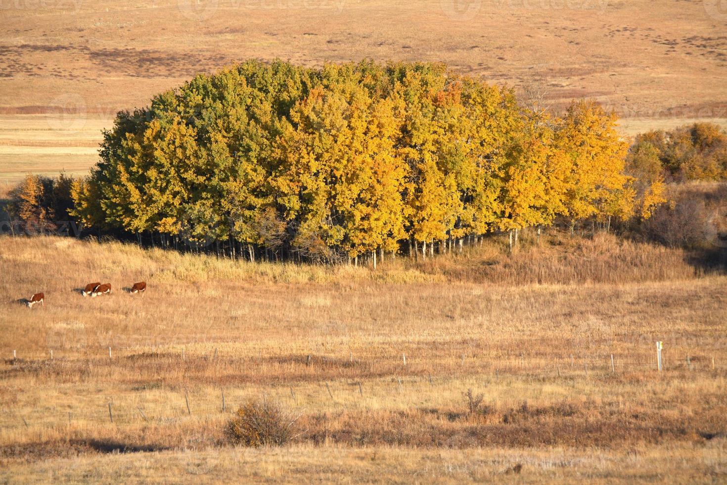 vee en bosje van espenbomen in de herfst foto