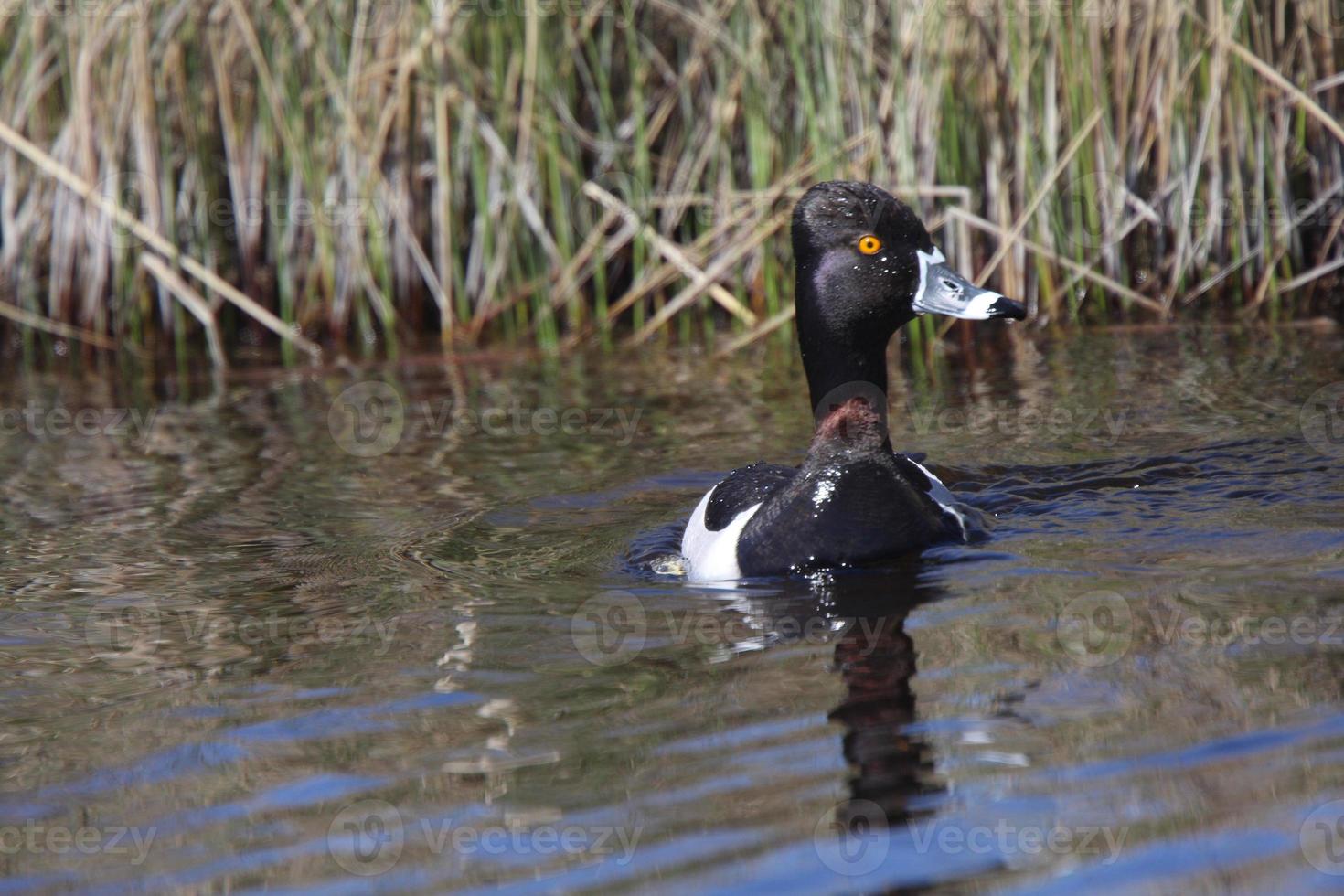 ringhals eend in greppel langs de weg foto