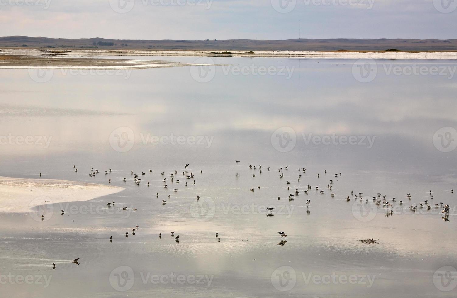 kustvogels op het Chaplin-meer in het schilderachtige Saskatchewan foto