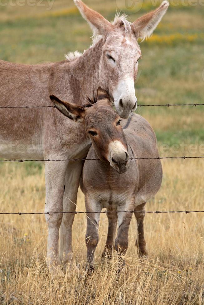 moeder en jonge ezel in het schilderachtige saskatchewan foto