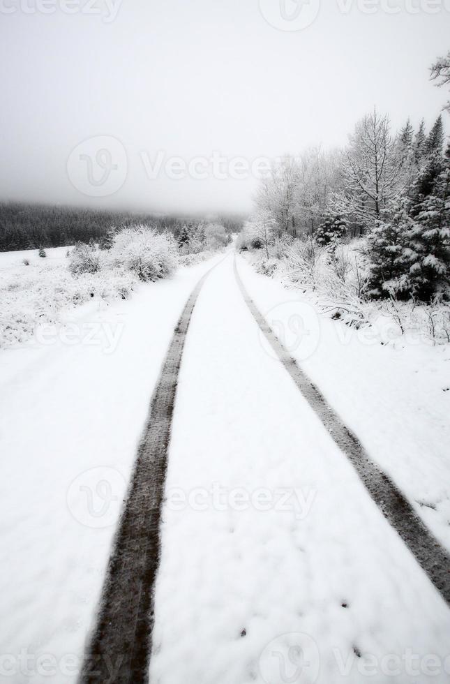 winterdag in de cipressenheuvels van saskatchewan foto