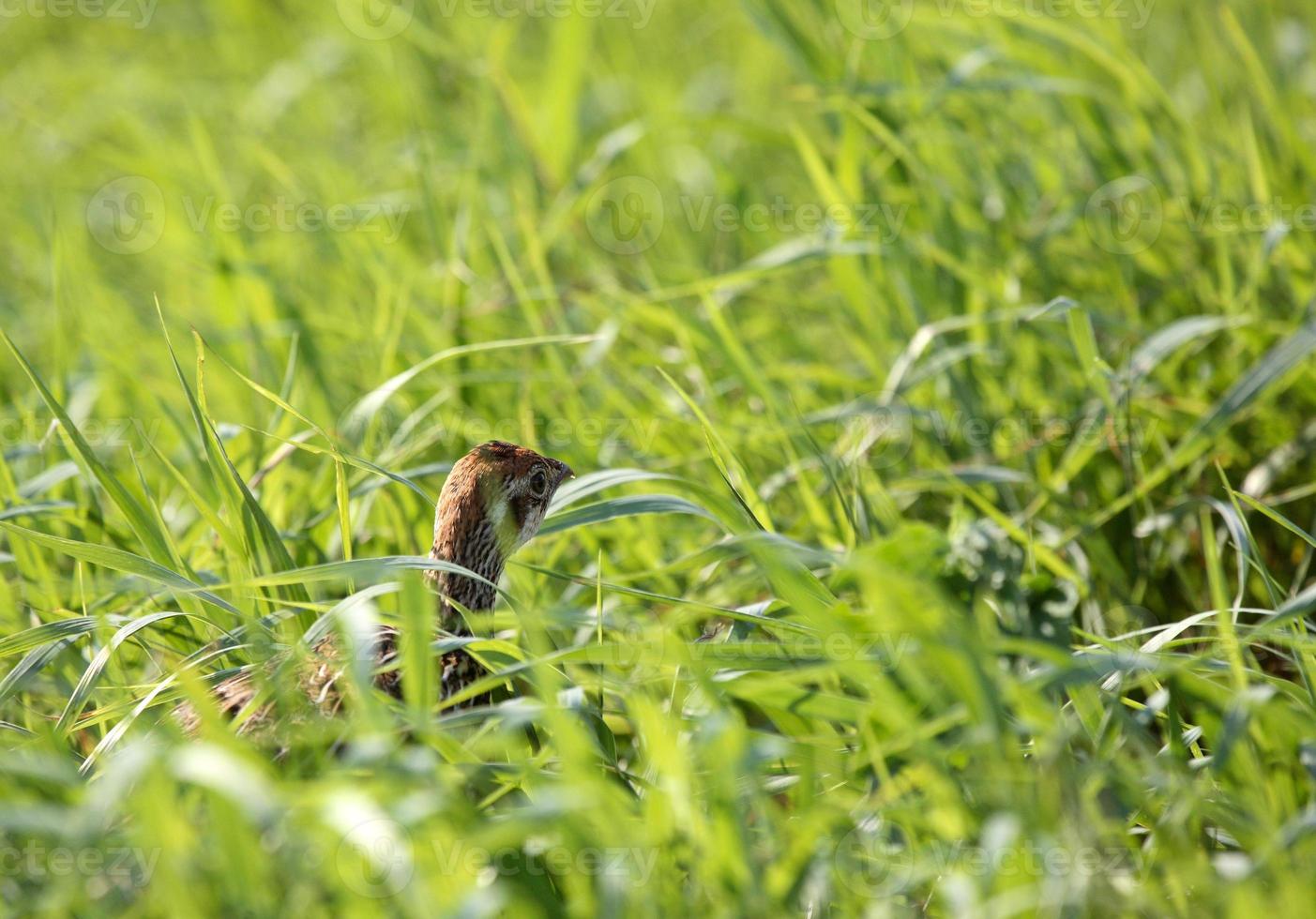 een grijze patridge hoog gras naast een landweg in Saskatchewan foto