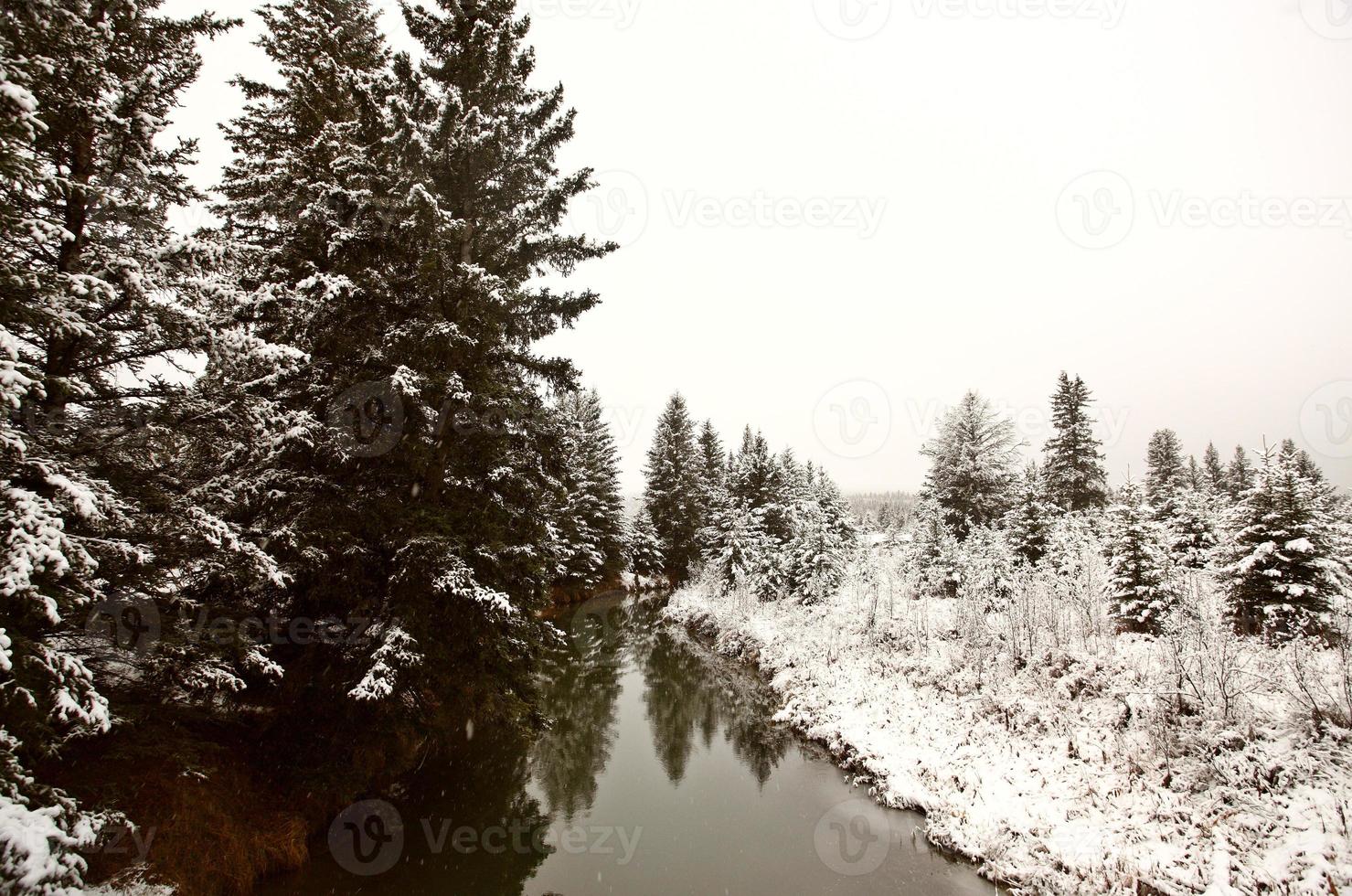 winterdag in de cipressenheuvels van saskatchewan foto