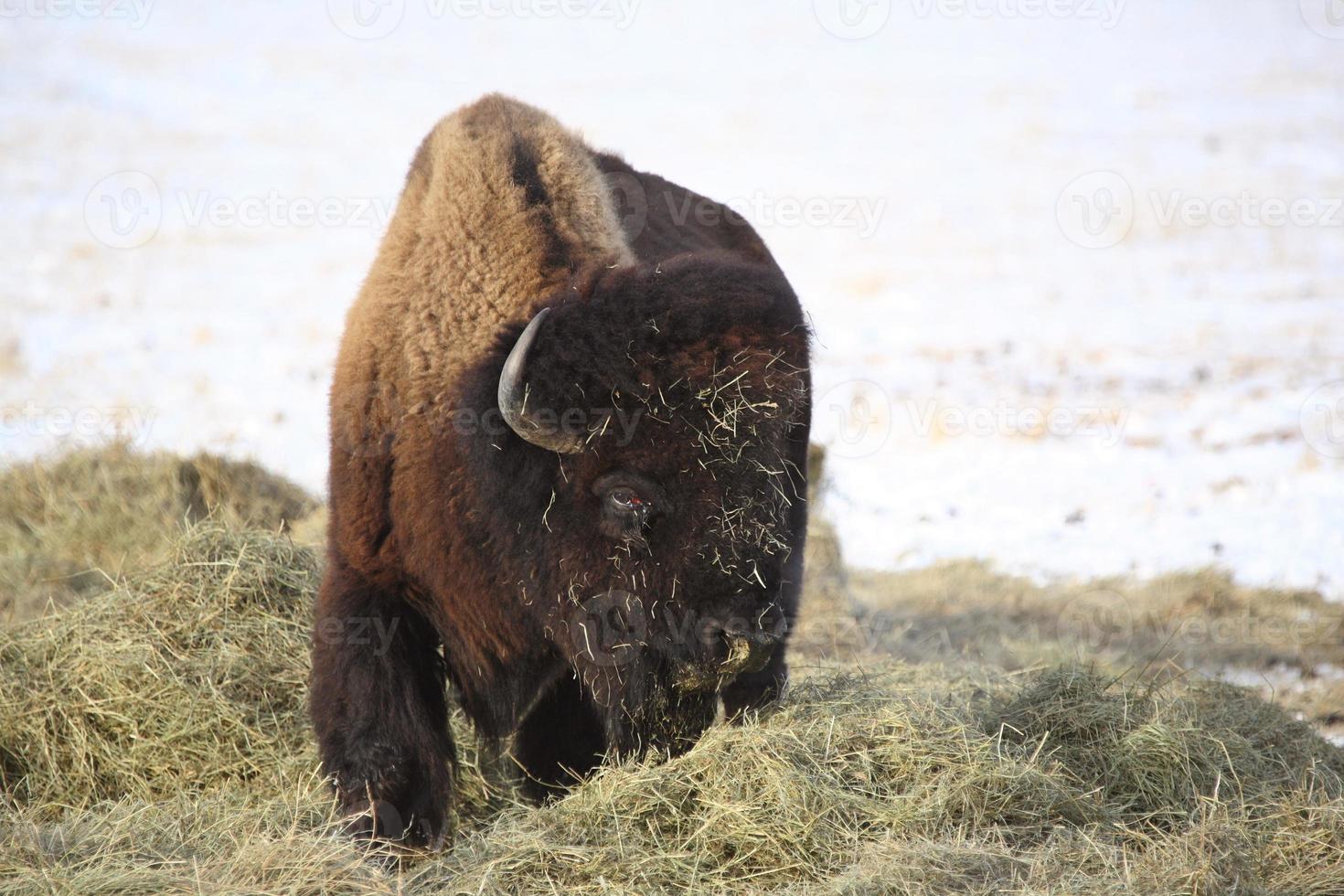 roodoogbuffel bedekt met hooi in de winter foto