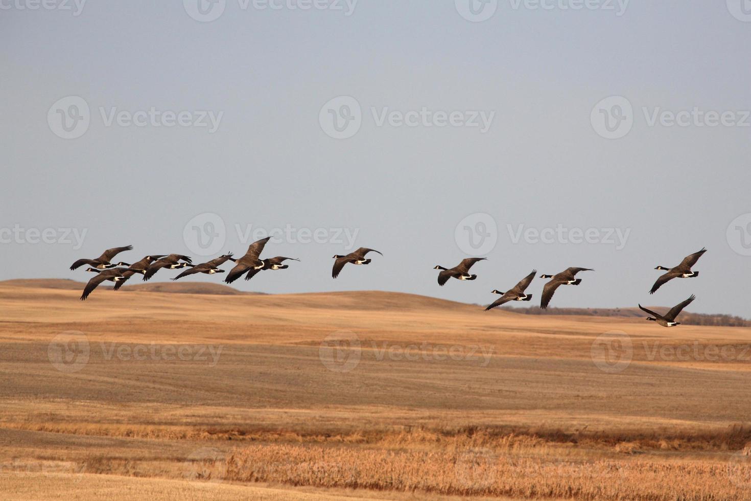Canadese ganzen vliegen over geoogste velden foto