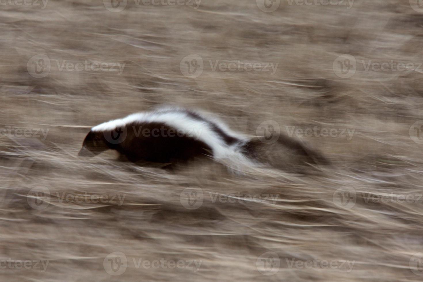 gestreept stinkdier dat door het veld rent foto