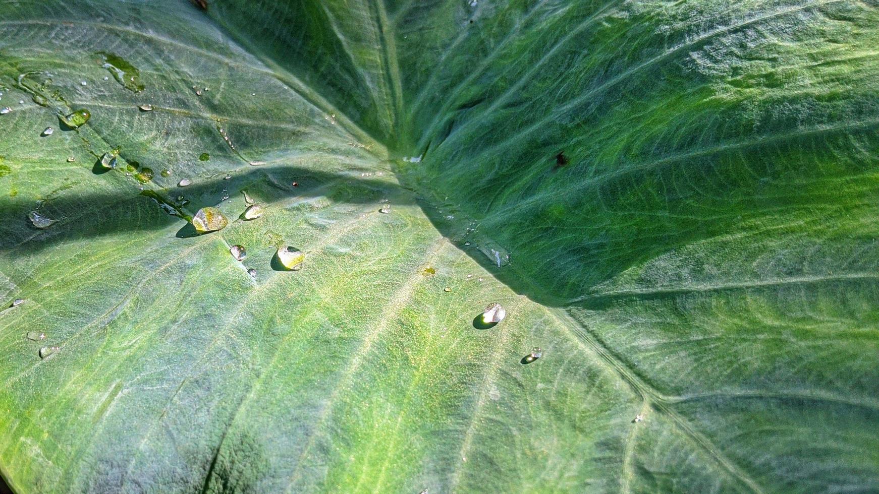 close-up foto van taro bladeren. groene natuur achtergrondfoto.