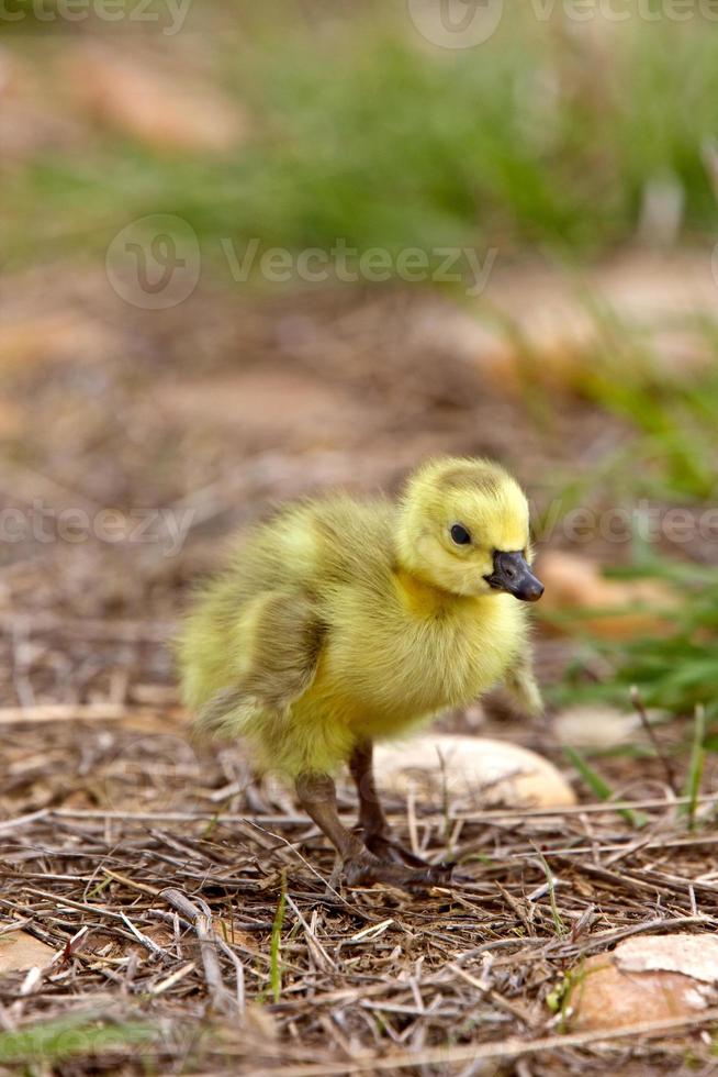 baby ganzen gansjes in gras saskatchewan foto