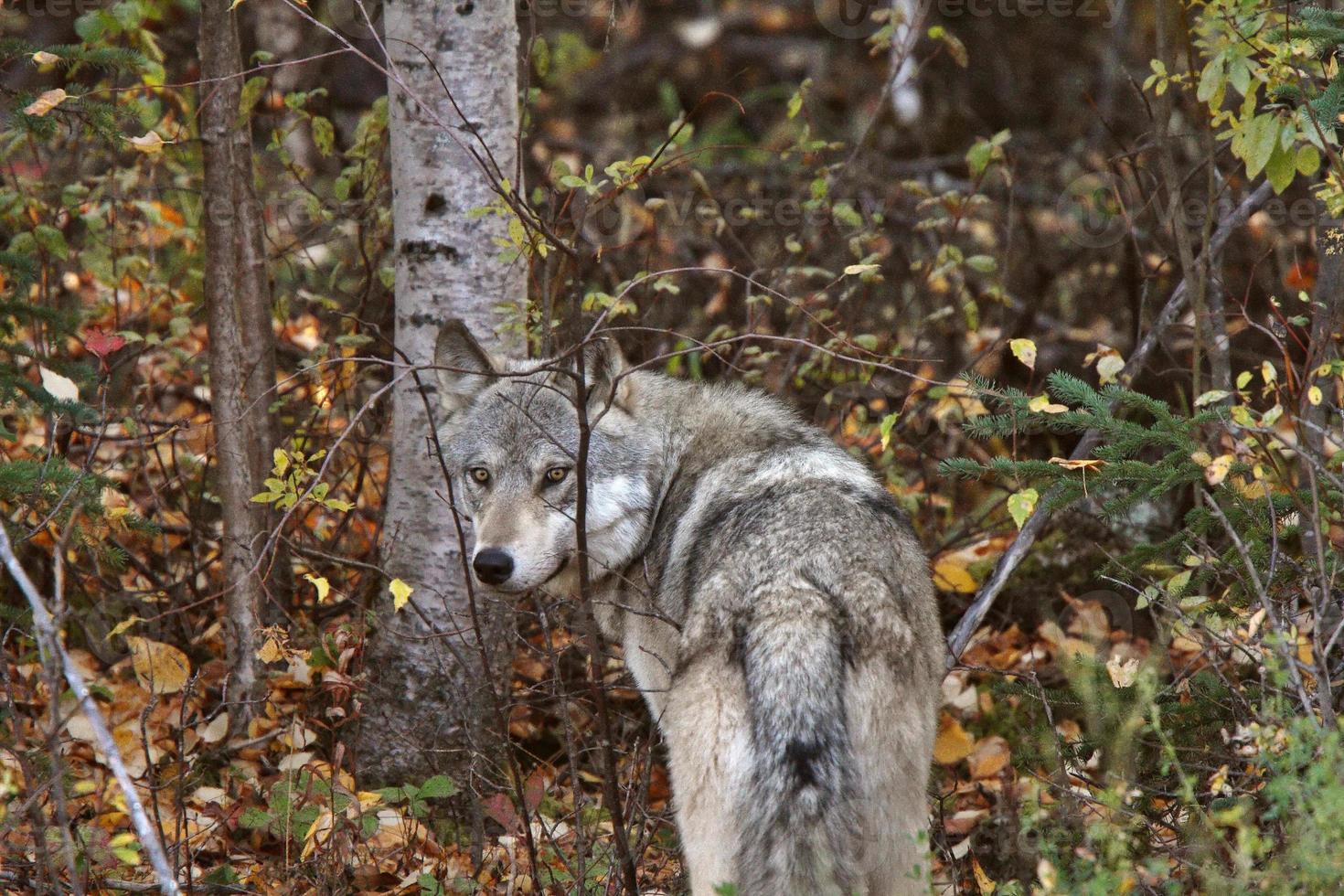 grijze wolf langs bosrand in brits colombia foto