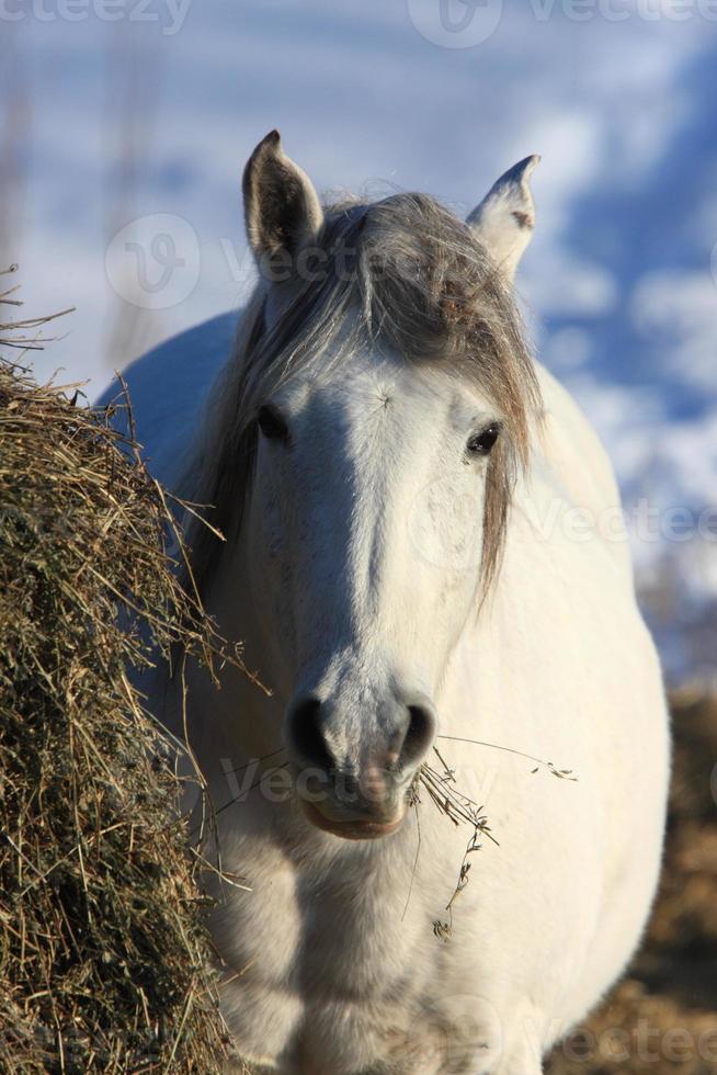 paarden in winterstorm foto