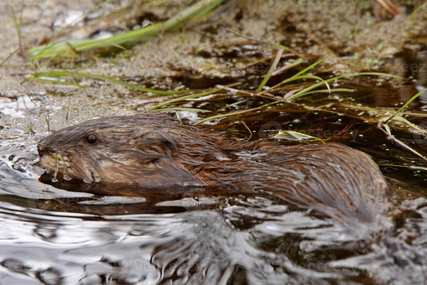 bever in vijver langs de weg foto