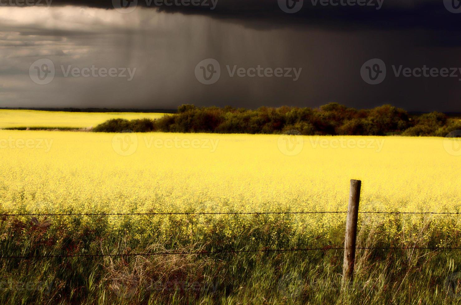 regenfront nadert saskatchewan canola-oogst foto